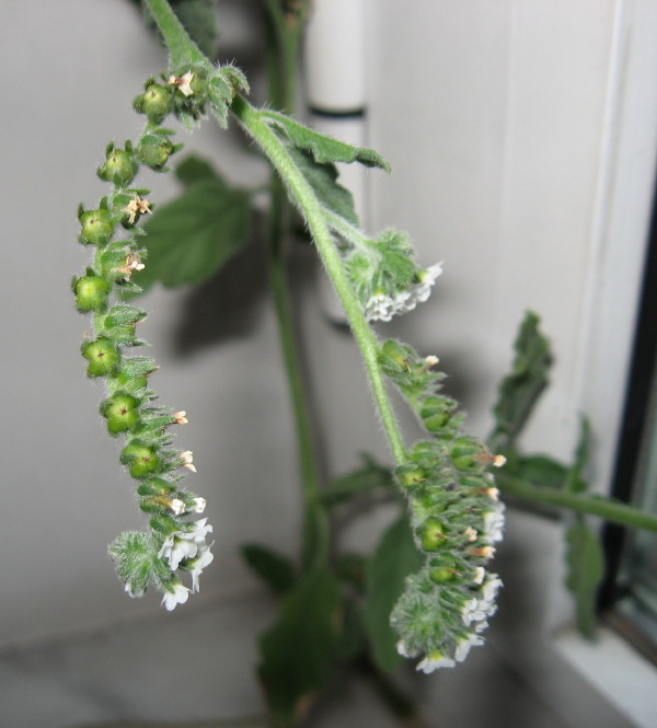 Heliotropium europaeum / Eliotropio selvatico